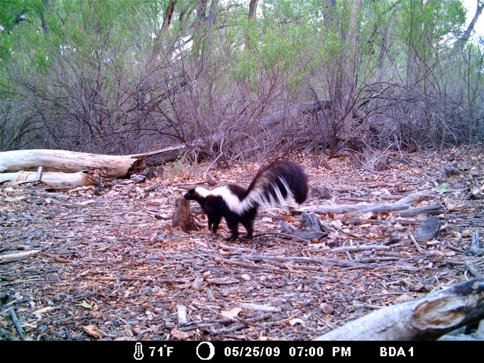 Bosque del Apache National Wildlife Refuge, NM
Camera trap project by Matthew Farley, Jennifer Miyashiro and James Stuart

Photo made available by J.N. Stuart, Creative Commons