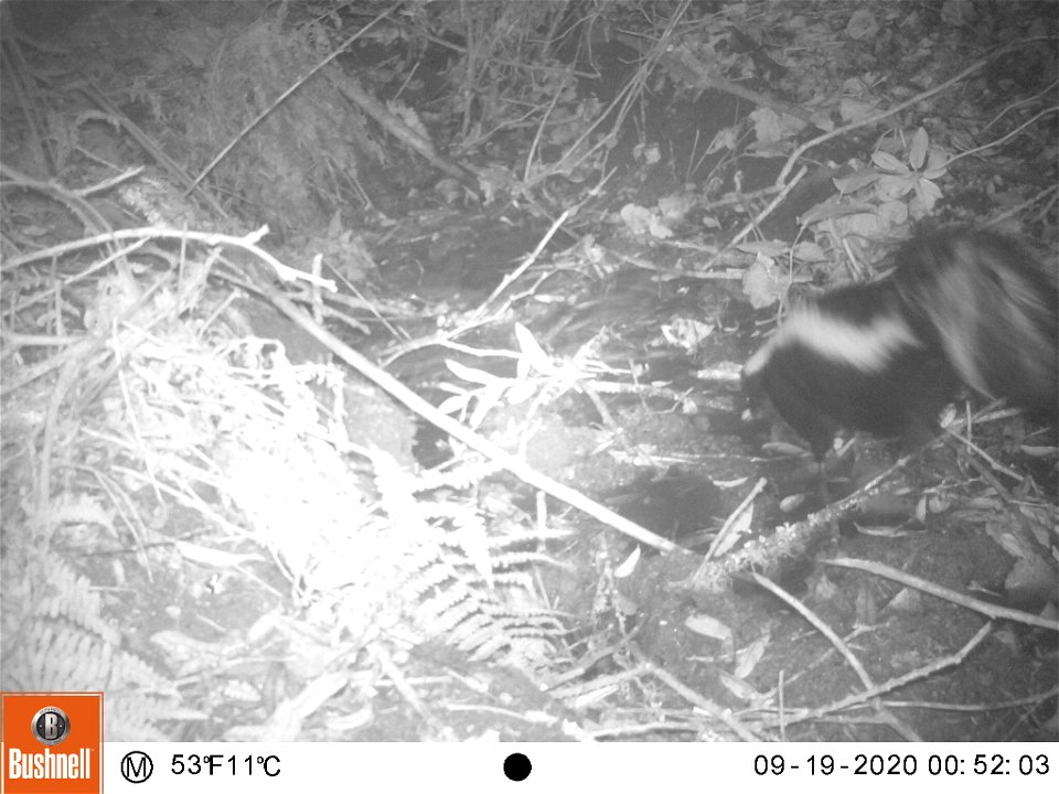 Tomales Point Water Sources: Wildlife Monitoring Camera: Striped Skunk - September 19, 2020, 12:52 am
