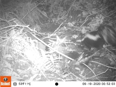 Tomales Point Water Sources: Wildlife Monitoring Camera: Striped Skunk - September 19, 2020, 12:52 am