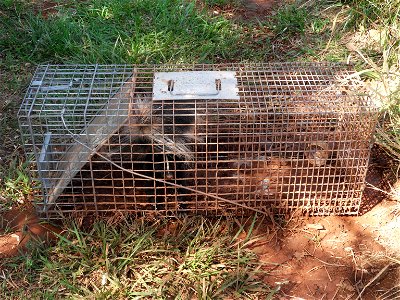 A trapped skunk