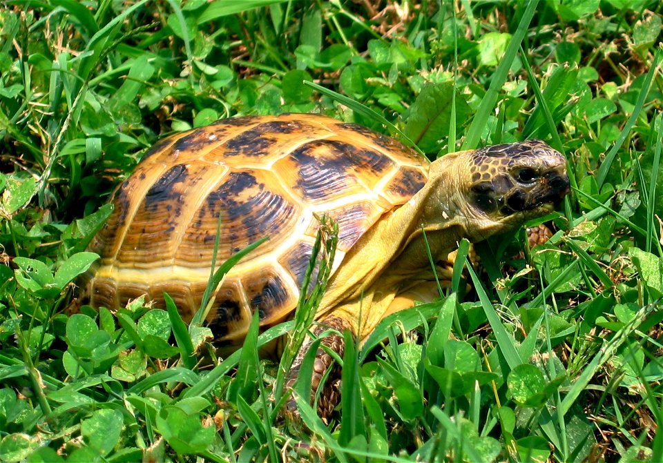 Testudo horsefieldii
