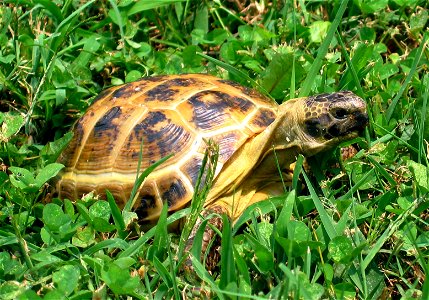 Testudo horsefieldii