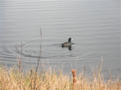 Bell City, Louisiana: Coot Fulica americana waddling away. Photo by Corey Douglas www.fws.gov/swlarefugecomplex photo