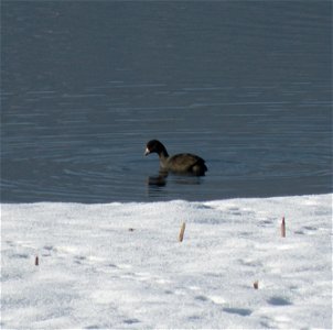 A late migrant or wintering coot feeding in warm water spring discharge site (Pond 6) on Lee Metcalf National Wildlife Refuge. 

Credit: Bob Danley / USFWS