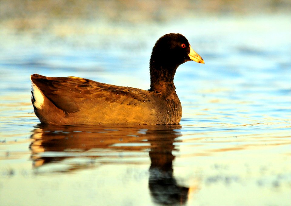 Photo: Tom Koerner/USFWS