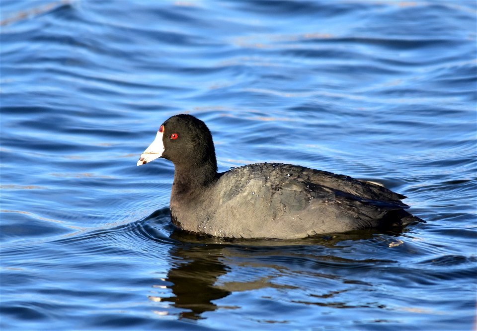 Photo: Tom Koerner/USFWS