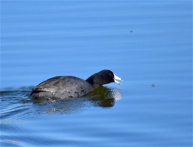 During late April and into May, large midge hatches often happen at Seedskadee NWR. On calmer days, American coots can be seen frantically swimming and pecking at the waters surface. When the angle photo