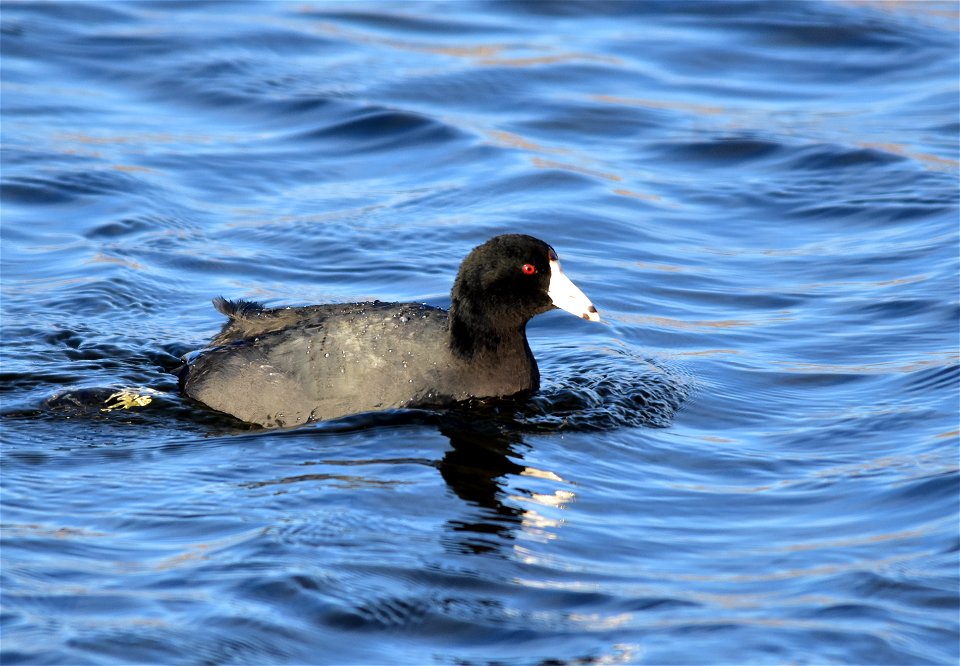 Photo: Tom Koerner/USFWS