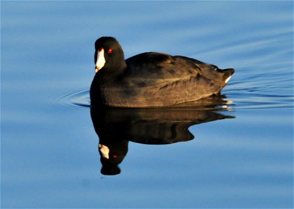Although it swims like a duck, the American Coot does not have webbed feet like a duck. Instead, each one of the coot’s long toes has broad lobes of skin that help it kick through the water. The broad photo