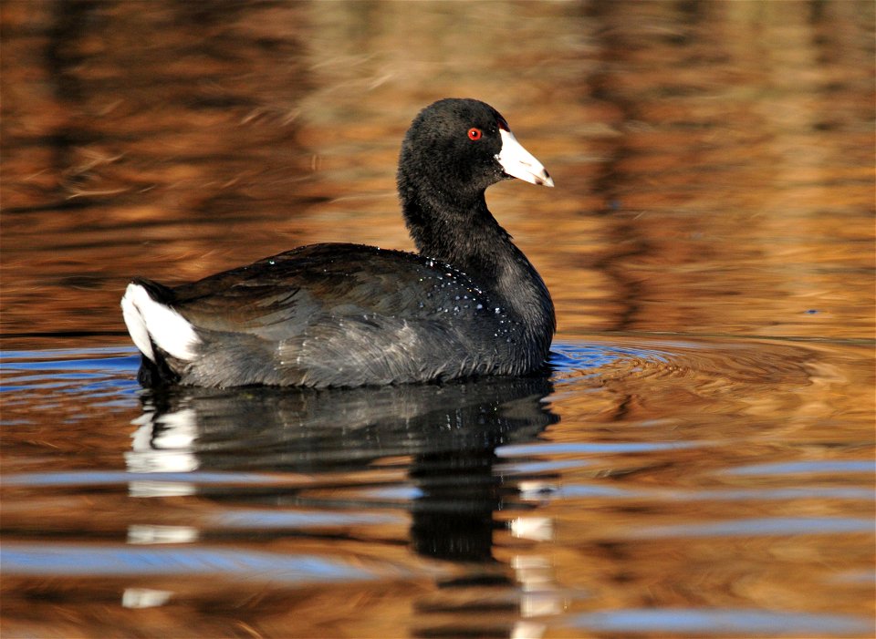 Photo: Tom Koerner/USFWS
