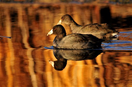 Photo: Tom Koerner/USFWS photo