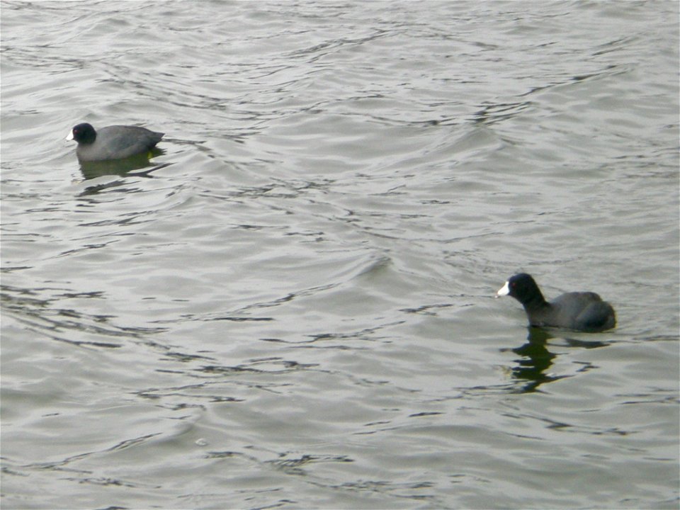 A pair of black duck-like birds at Wapato Lake in Tacoma, Washington