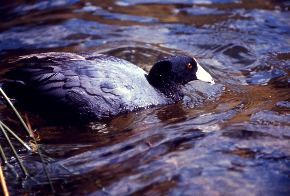 American coot (Fulica americana)