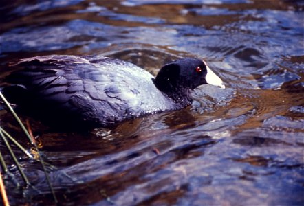 American coot (Fulica americana)