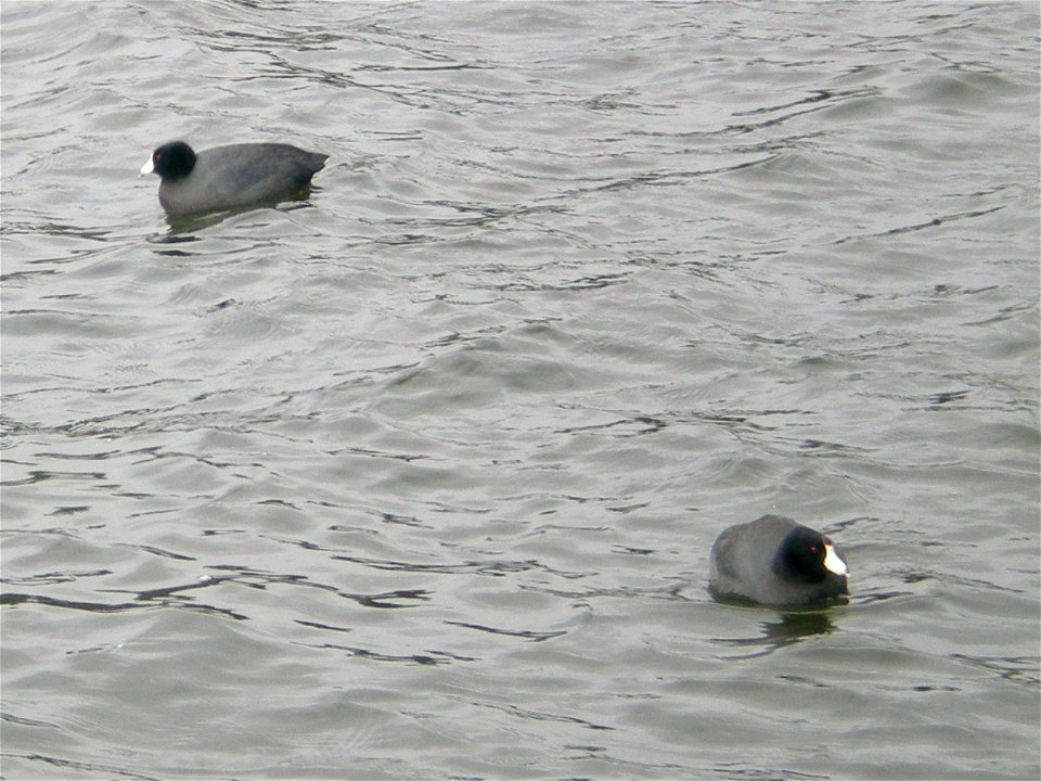 A pair of black duck-like birds at Wapato Lake in Tacoma, Washington