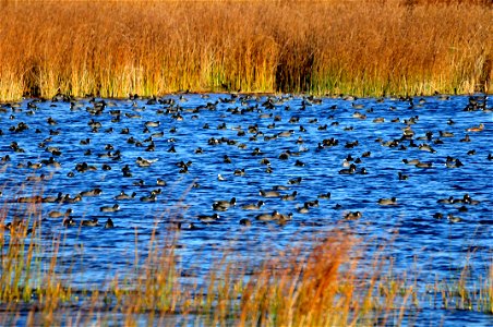 American coots are common nesters on Seedskadee NWR. They build their floating nests among the hard stem bulrush and cattails. As fall approaches, additional coots begin to migrate and stage in larg photo