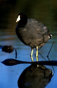 : American Coot (Fulica americana)