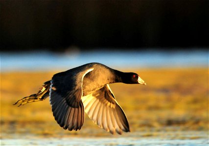 It is pretty rare to see a coot flying. They are really poor at flight as they do not fly often and their flight muscles are poorly developed. When they do decide to actually fly, they need a really photo