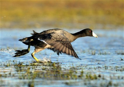 It is pretty rare to see a coot flying. They are really poor at flight as they do not fly often and their flight muscles are poorly developed. When they do decide to actually fly, they need a really photo