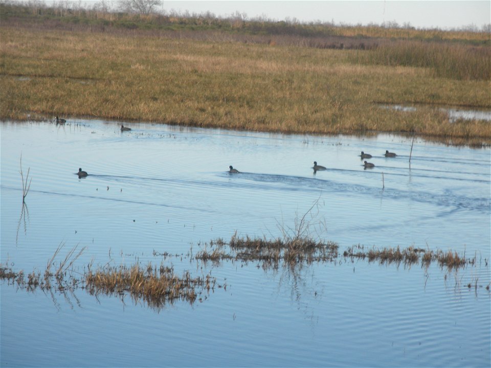 February 15, 2012- Bell City, Louisiana: Coots racing on the water. Photo by Corey Douglas www.fws.gov/swlarefugecomplex