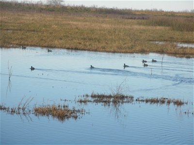 February 15, 2012- Bell City, Louisiana: Coots racing on the water. Photo by Corey Douglas www.fws.gov/swlarefugecomplex photo