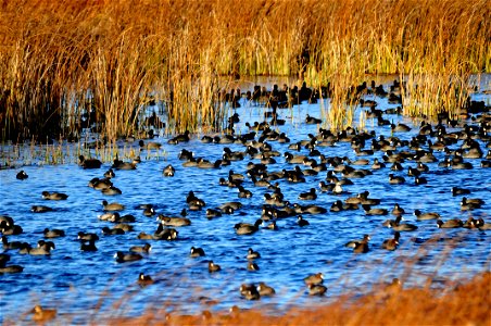 American coots are common nesters on Seedskadee NWR. They build their floating nests among the hard stem bulrush and cattails. As fall approaches, additional coots begin to migrate and stage in larg photo