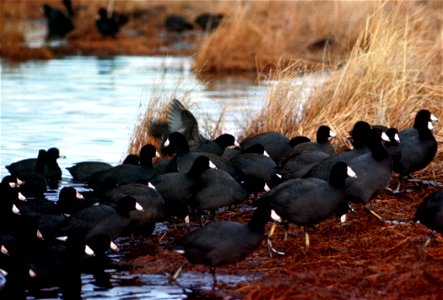 American Coot Flock