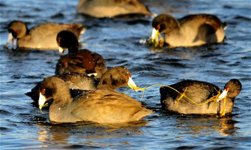 American coots are not known for their table manners.  They often wait for their neighbor to dive and bring food to the surface.  When the coot surfaces, a frenzy ensues and other coots grab what they