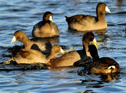 American coots are not known for their table manners. They often wait for their neighbor to dive and bring food to the surface. When the coot surfaces, a frenzy ensues and other coots grab what they photo