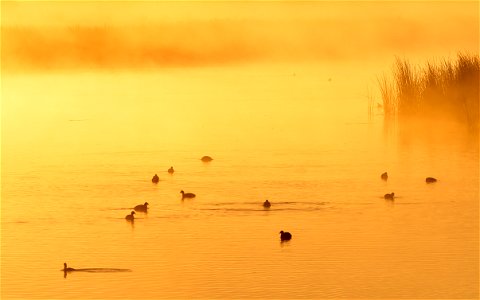 Photo:  American coots feeding during a foggy sunrise on Seedskadee NWR.  Tom Koerner/USFWS