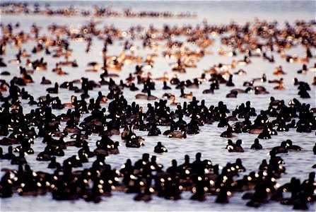 Gathering of Coots KSC00pp0238