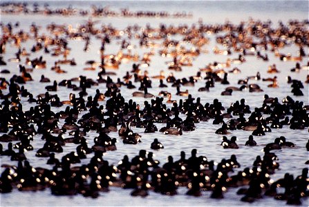 Gathering of Coots KSC00pp0238 photo