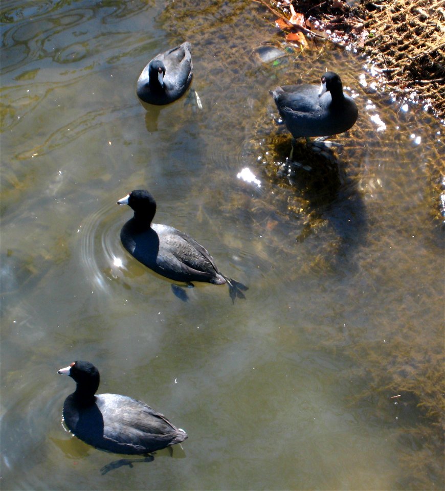 Group of American Coots (Fulica americana) on Lake Union, Seattle WA.