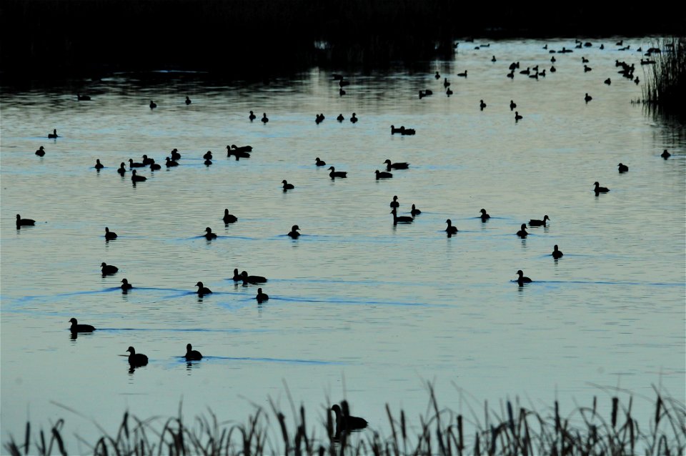 Photo: Tom Koerner/USFWS