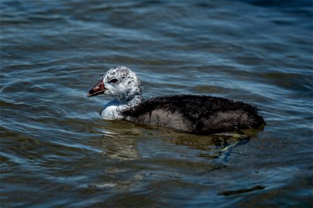 Juvenile Coot at Lake Mead