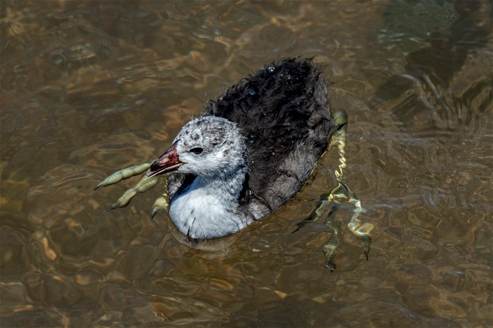 Juvenile Coot at Lake Mead