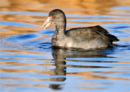 More grayish than blackish head feathers and a slightly more elongated bill, identify this as a juvenille American coot rather than an adult. Photo: Tom Koerner photo