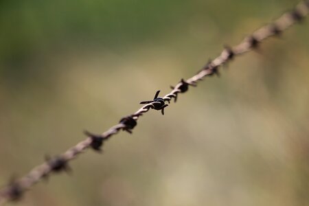 Barbed fence rust photo