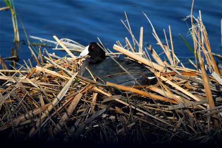 This Coot carefully gaurded her nest and wasn't moving for anyone.
Location: Long Lake WMD, Burleigh County, North Dakota
Credit: Doug Mosser / USFWS

Photo Contest Entry #165