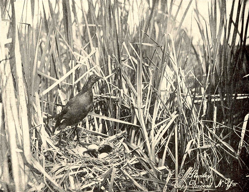 Coot (Or Mud-Hen) and Nest
Subject: Coots
Tag: Water Birds