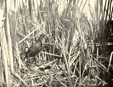 Coot (Or Mud-Hen) and Nest
Subject: Coots
Tag: Water Birds
