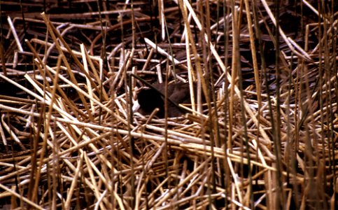 nesting american coot (Fulica americana)