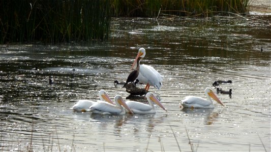 The Wood River Wetland in southern Oregon is popular all year for birders. Birds captured in this photo set from Oct. 1, 2015: spoonbills; great egret; ring-billed gull; double-crested cormorant; Ame photo