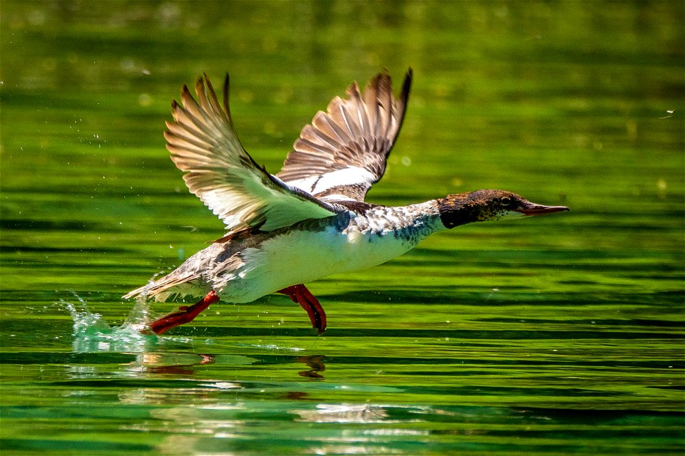 A duck takes off from Wade Lake in the Beaverhead-Deerlodge National Forest.
Beaverhead-Deerlodge National Forest is the largest of the national forests in Montana, covering 3.35 million acres and thr