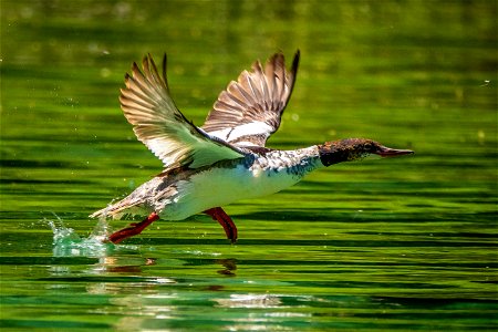 A duck takes off from Wade Lake in the Beaverhead-Deerlodge National Forest. Beaverhead-Deerlodge National Forest is the largest of the national forests in Montana, covering 3.35 million acres and thr photo