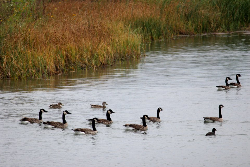 These geese, mallards, and a coot swim on a wetland protected by a USFWS wetland easement. Wetland easements perpetually protect wetlands from drainage, burning, or filling. For more information about