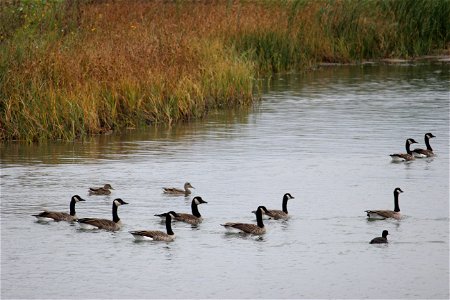 These geese, mallards, and a coot swim on a wetland protected by a USFWS wetland easement. Wetland easements perpetually protect wetlands from drainage, burning, or filling. For more information about photo