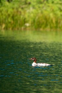 A duck is seen on Wade Lake in the Beaverhead-Deerlodge National Forest. Beaverhead-Deerlodge National Forest is the largest of the national forests in Montana, covering 3.35 million acres and through photo