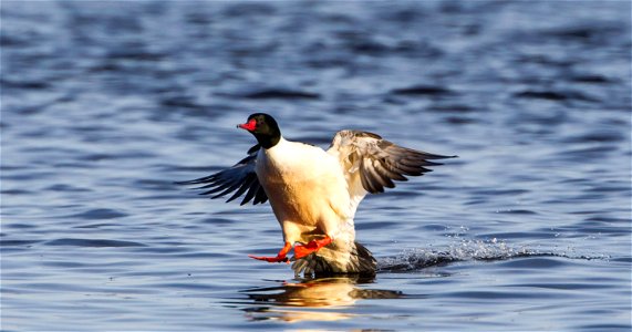 Common merganser drake at Upper Mississippi River National Wildlife and Fish Refuge. Photo courtesy of Stan Bousson.
