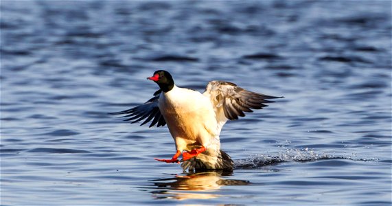 Common merganser drake at Upper Mississippi River National Wildlife and Fish Refuge. Photo courtesy of Stan Bousson. photo